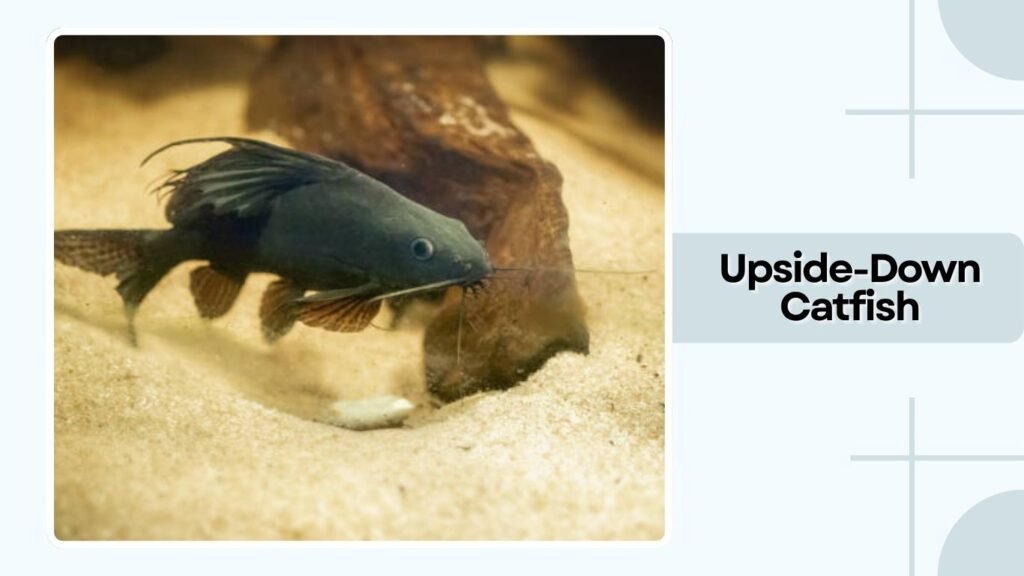 Upside-Down Catfish