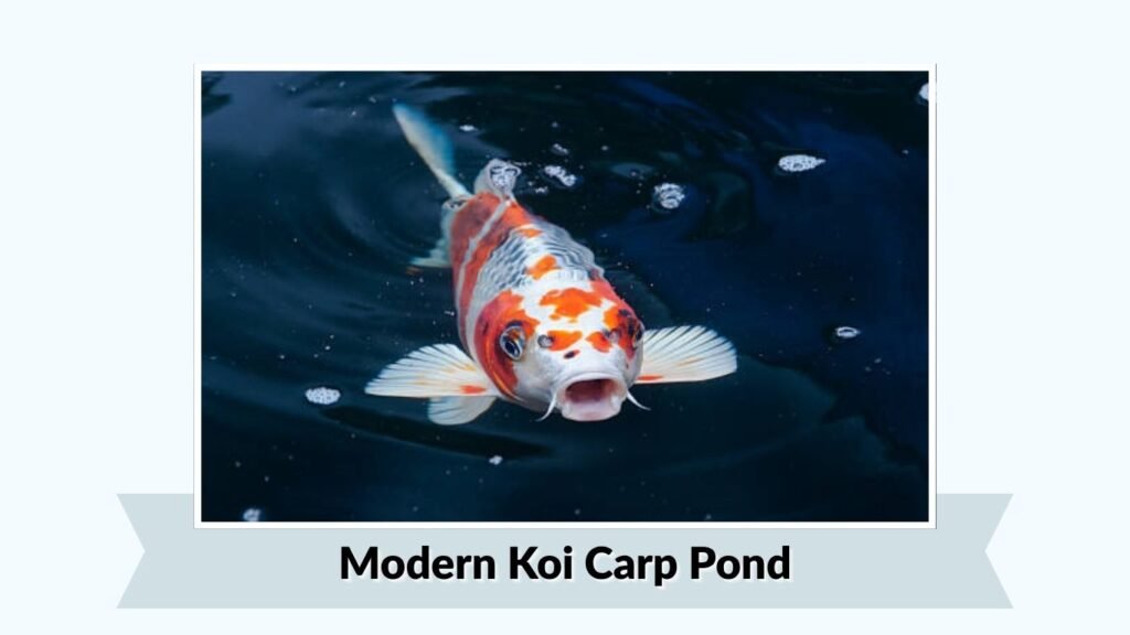 Modern Koi Carp Pond