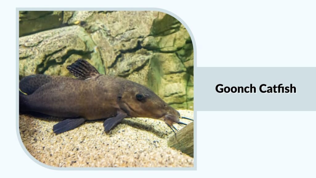 Goonch Catfish
