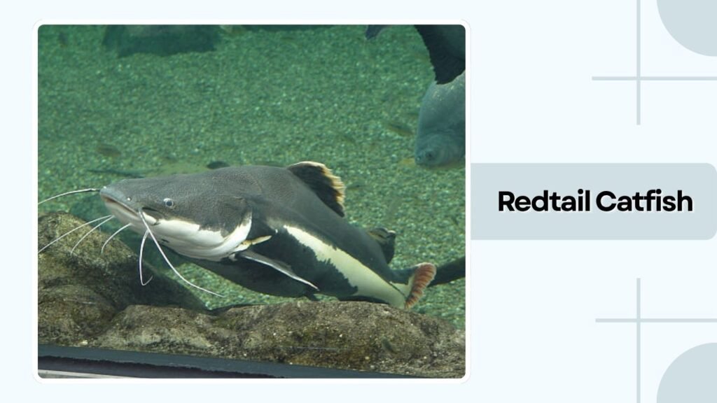 Redtail Catfish