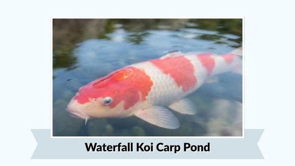 Waterfall Koi Carp Pond