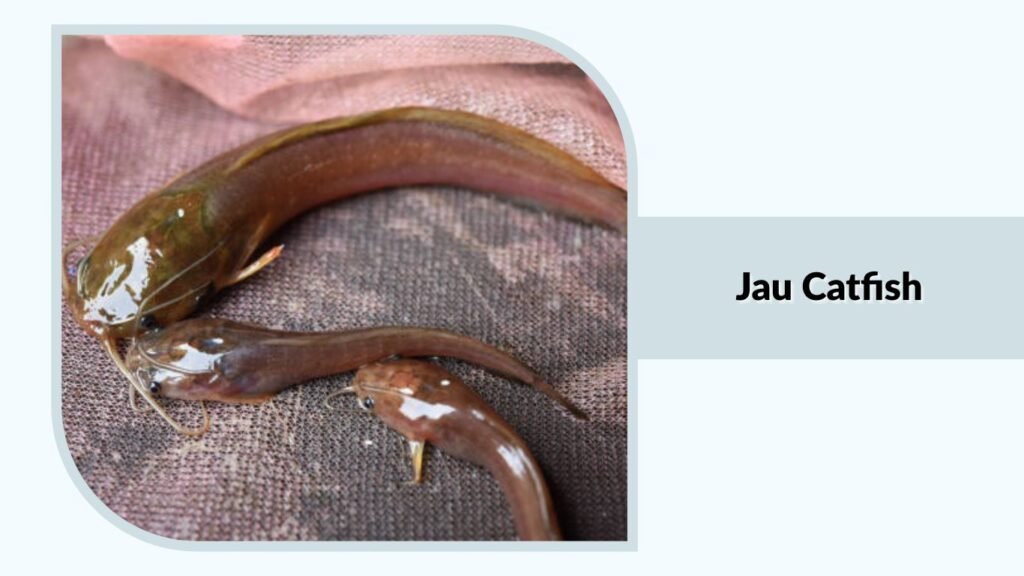 Jau Catfish