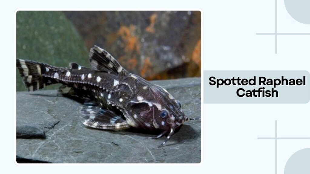 Spotted Raphael Catfish