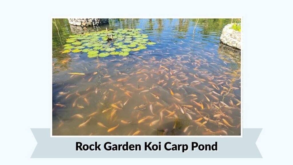 Rock Garden Koi Carp Pond