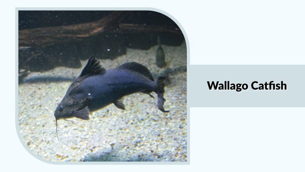 Wallago Catfish