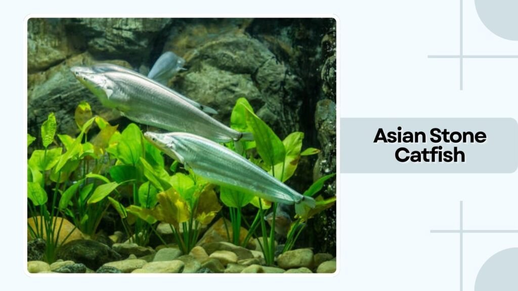 Asian Stone Catfish