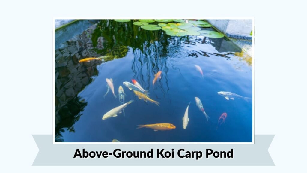 Above-Ground Koi Carp Pond