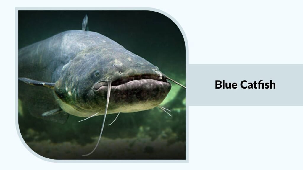 Blue Catfish
