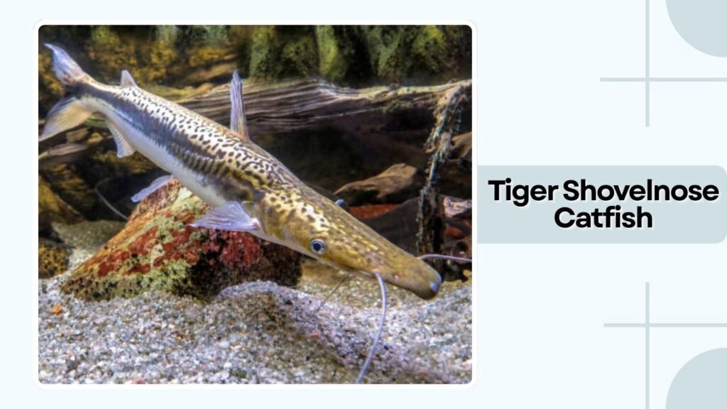 Tiger Shovelnose Catfish