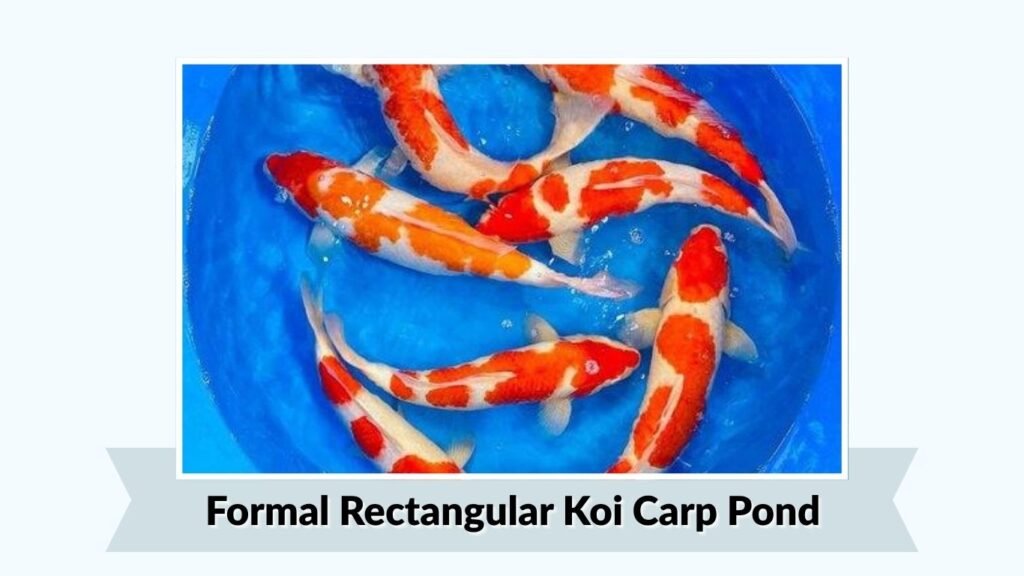 Formal Rectangular Koi Carp Pond