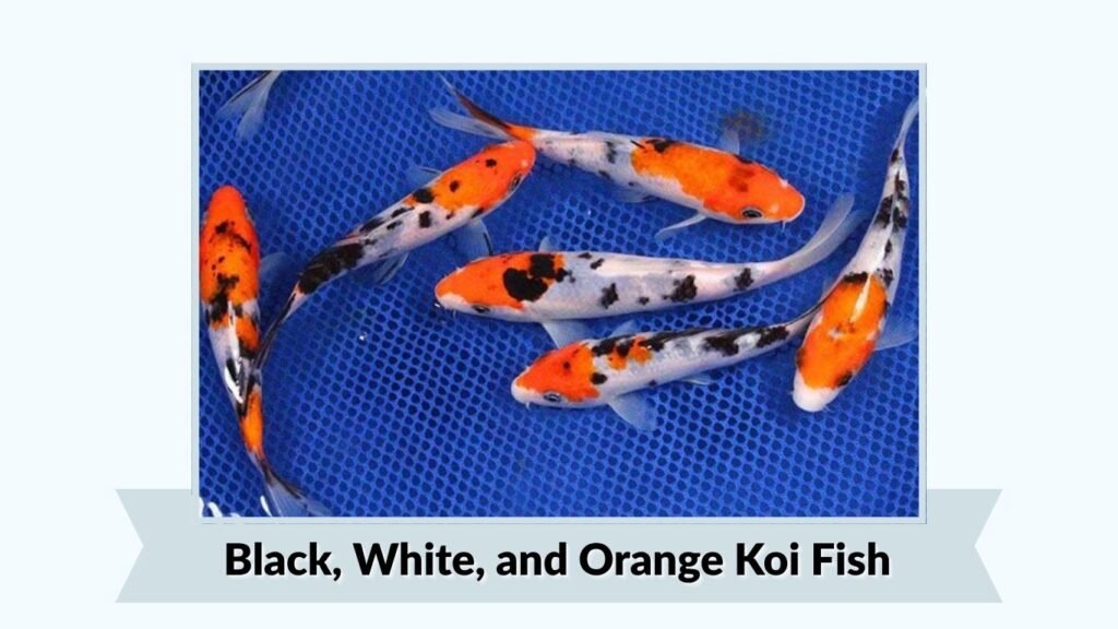Black, White, and Orange Koi Fish
