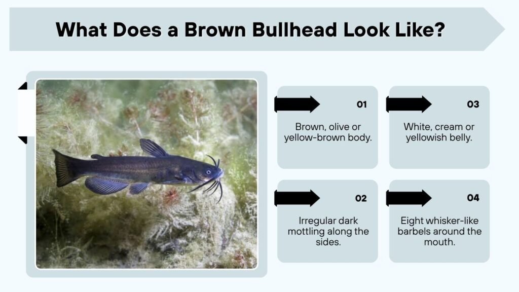 What Does a Brown Bullhead Look Like?