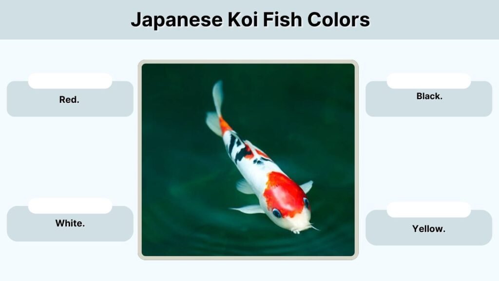 Japanese Koi Fish Colors