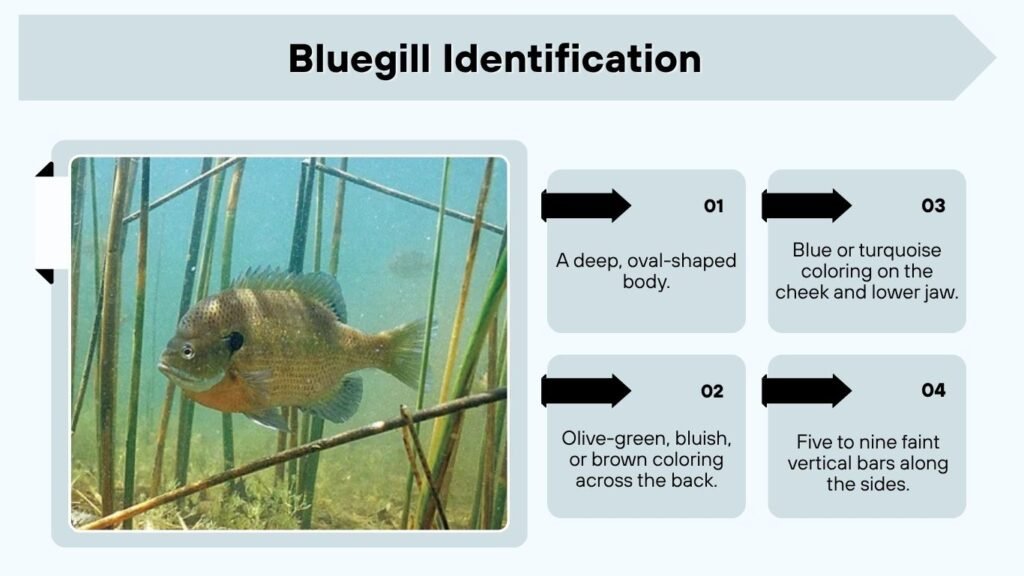 Bluegill Identification