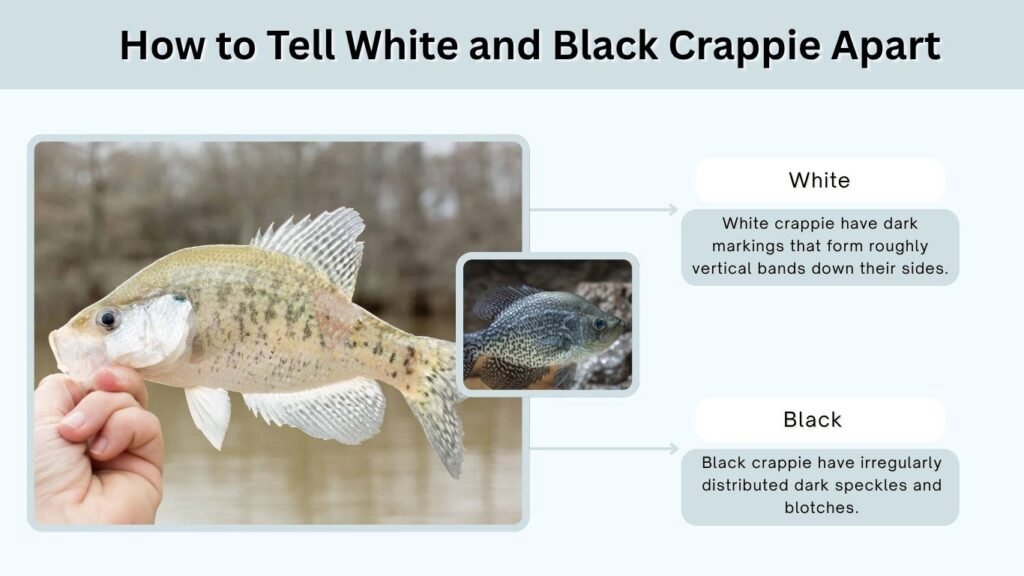 How to Tell White and Black Crappie Apart
