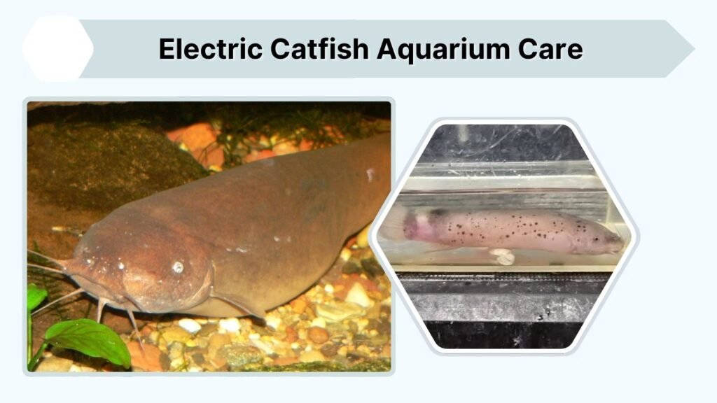 Electric Catfish Aquarium Care