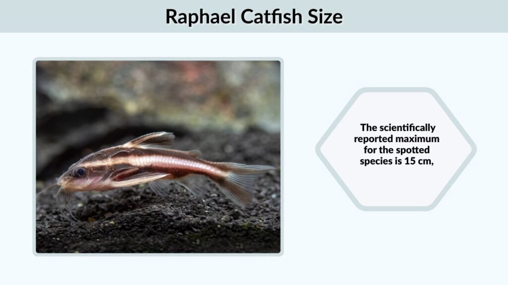 Raphael Catfish Size