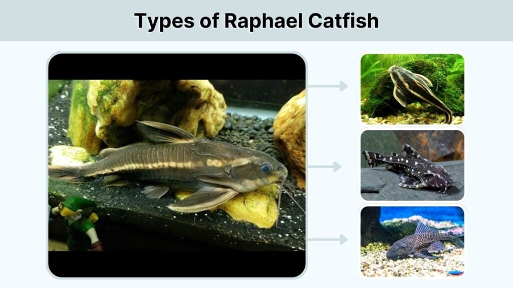 Types of Raphael Catfish