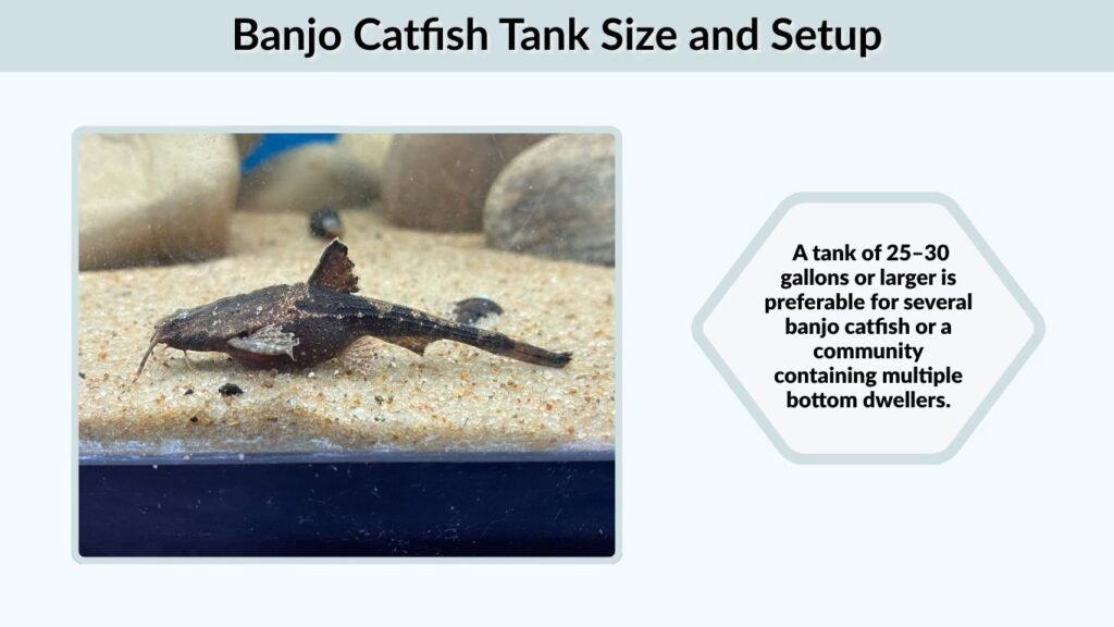 Banjo Catfish Tank Size and Setup