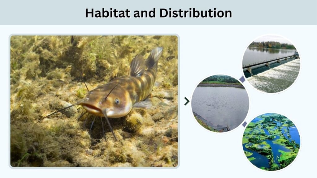 Habitat and Distribution