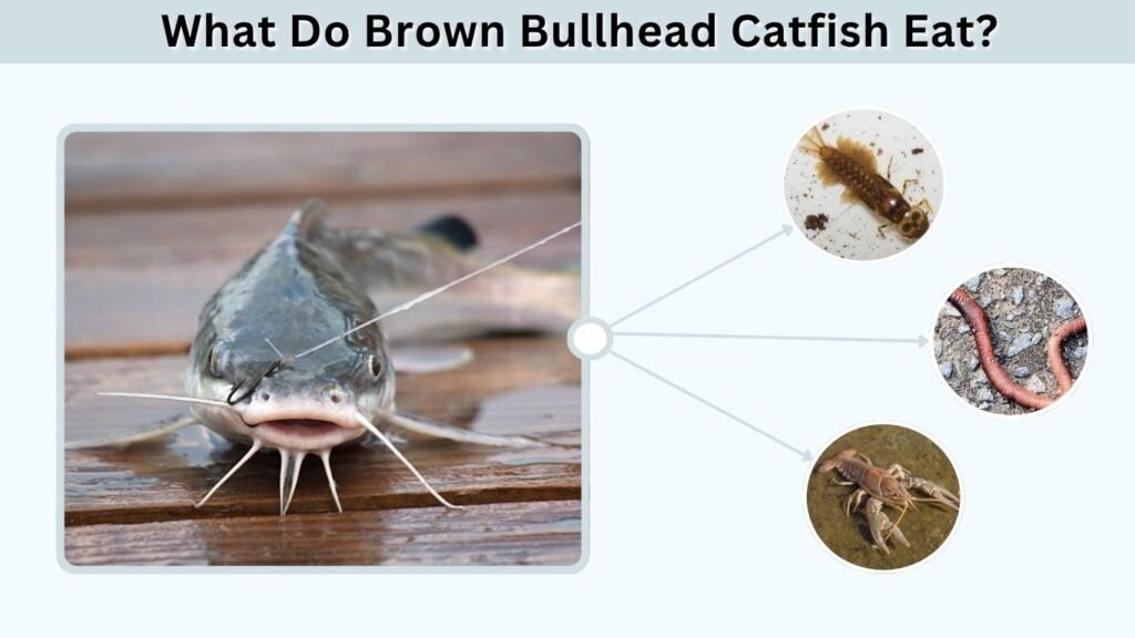 What Do Brown Bullhead Catfish Eat?
