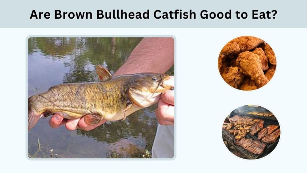 Are Brown Bullhead Catfish Good to Eat?