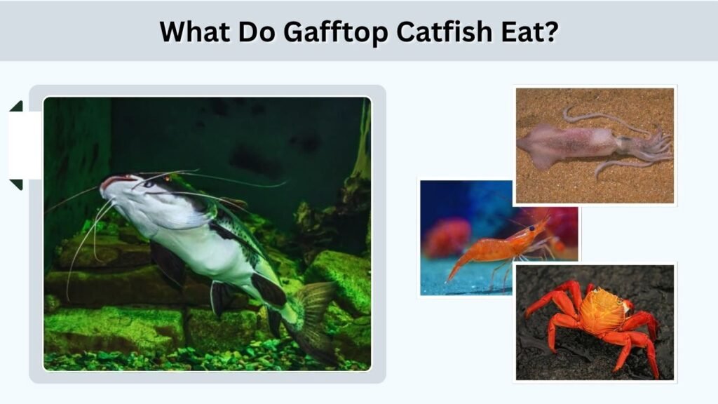 What Do Gafftop Catfish Eat?