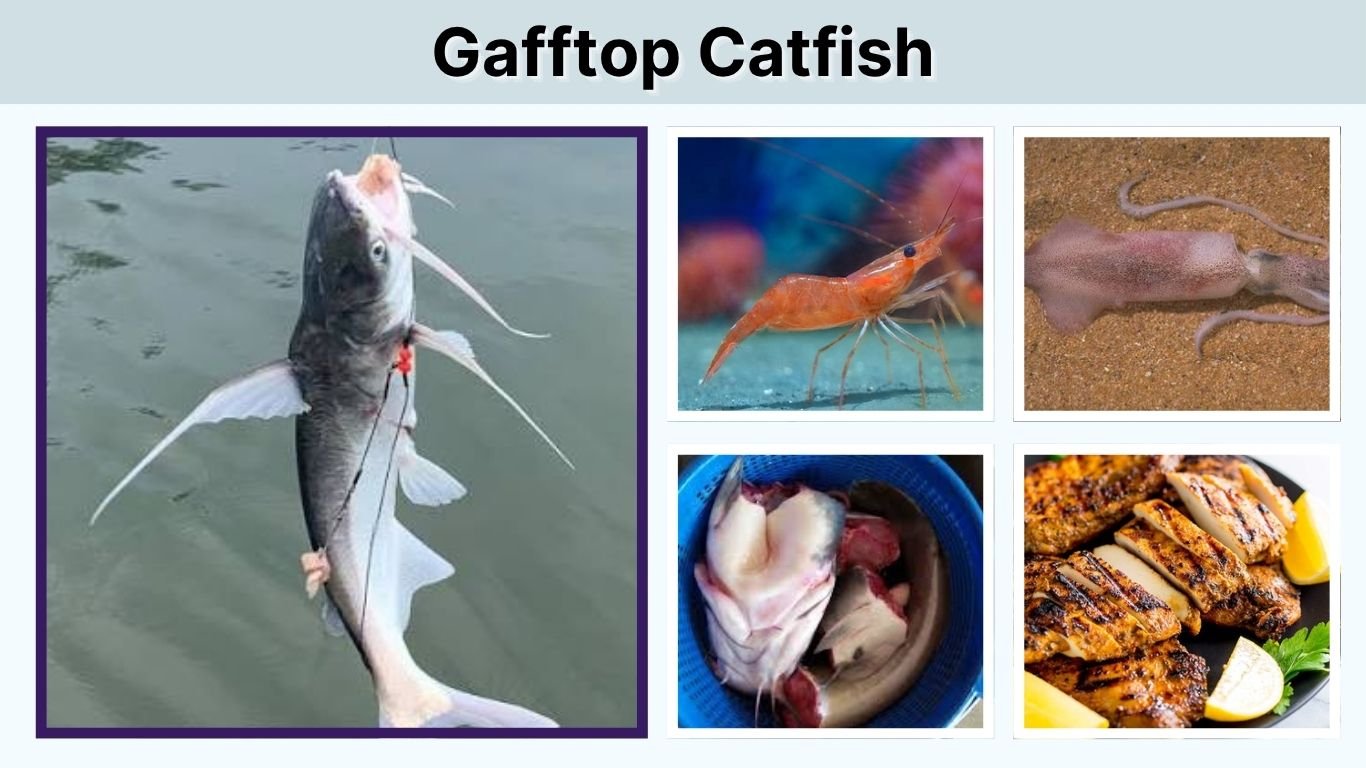 Gafftop Catfish: ID, Size, Diet, Sting and Eating Guide