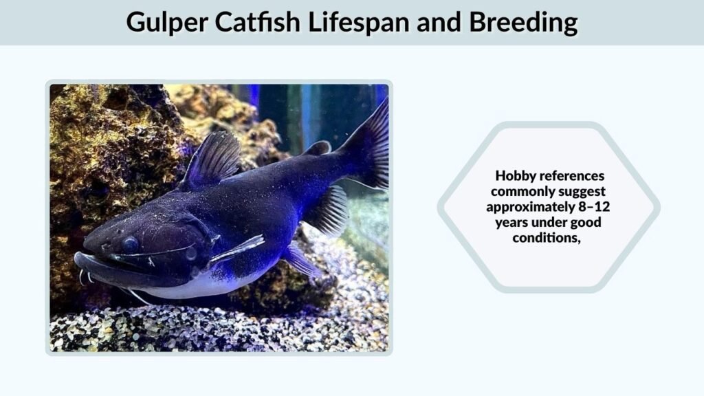 Gulper Catfish Lifespan and Breeding