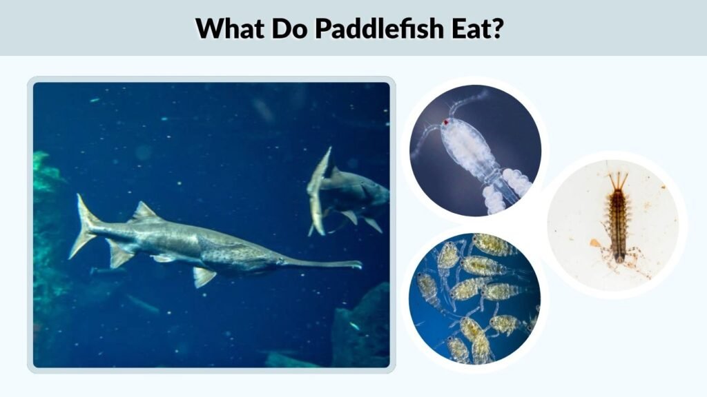 What Do Paddlefish Eat?