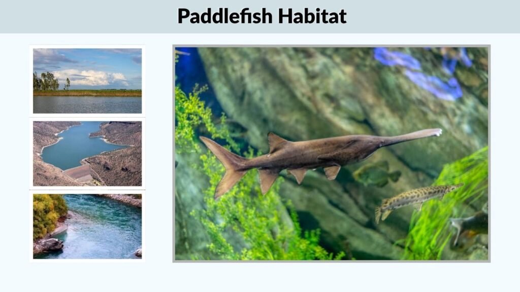 Paddlefish Habitat