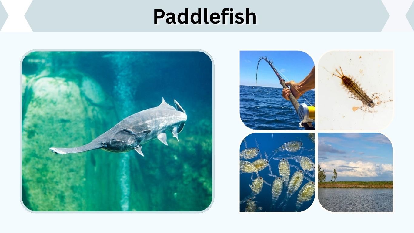 Paddlefish: Size, Diet, Habitat, Fishing, and Facts