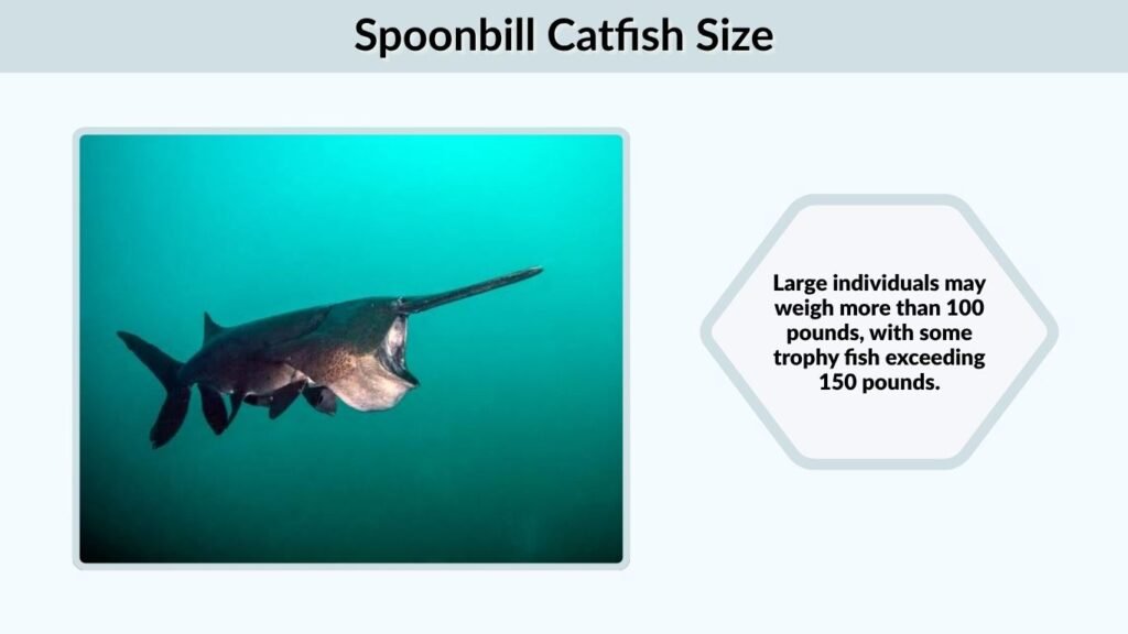 Spoonbill Catfish Size