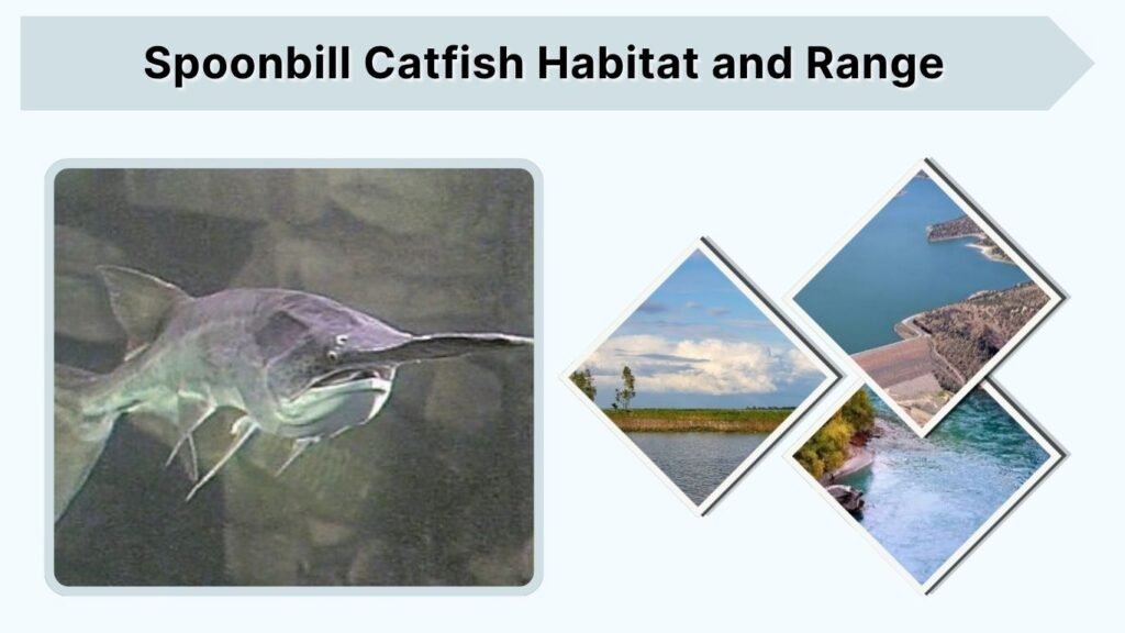 Spoonbill Catfish Habitat and Range