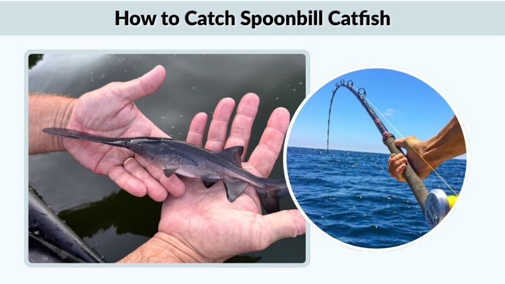 How to Catch Spoonbill Catfish