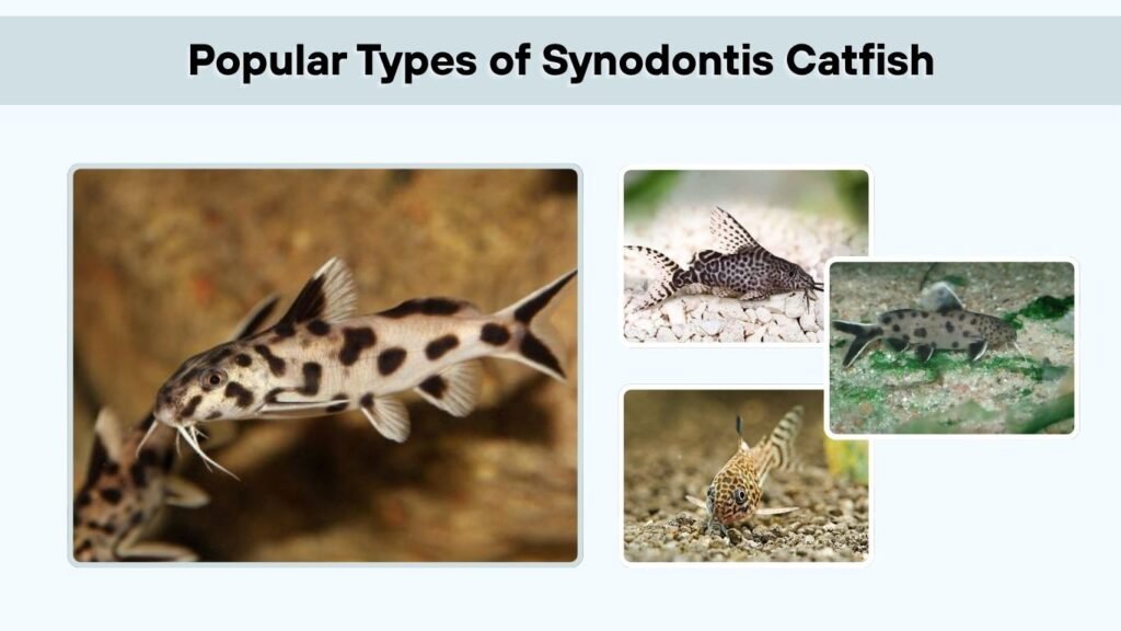 Popular Types of Synodontis Catfish