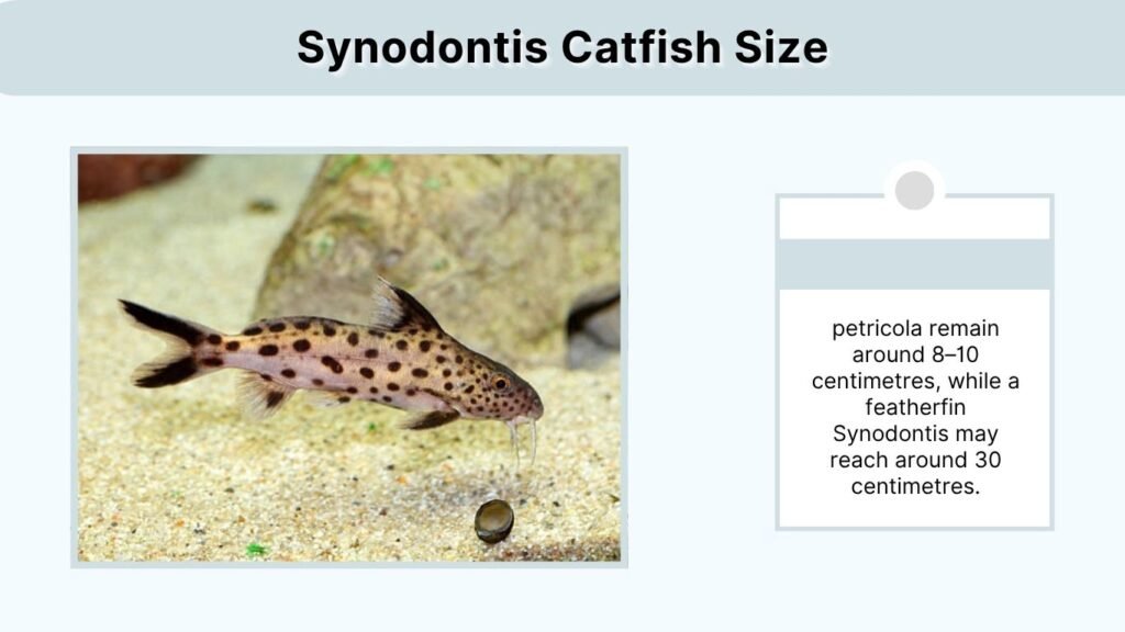 Synodontis Catfish Size