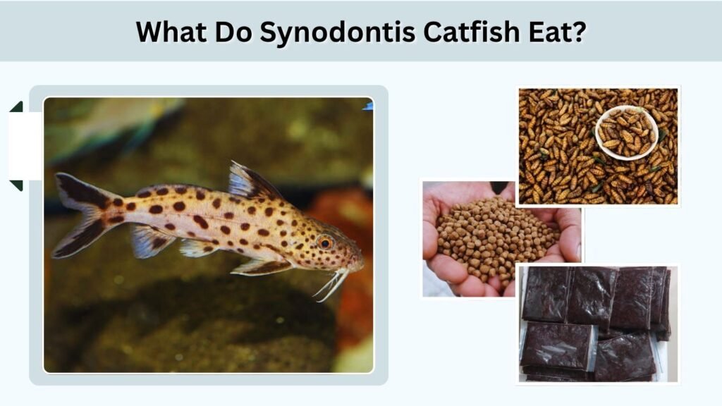 What Do Synodontis Catfish Eat?