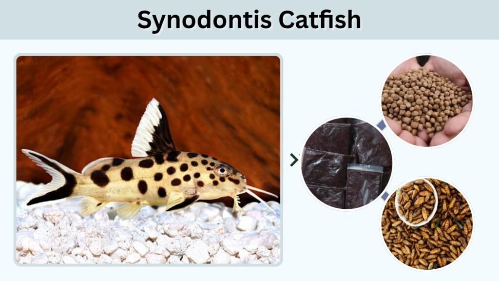 Synodontis Catfish: Care, Size, Diet and Tank Mates