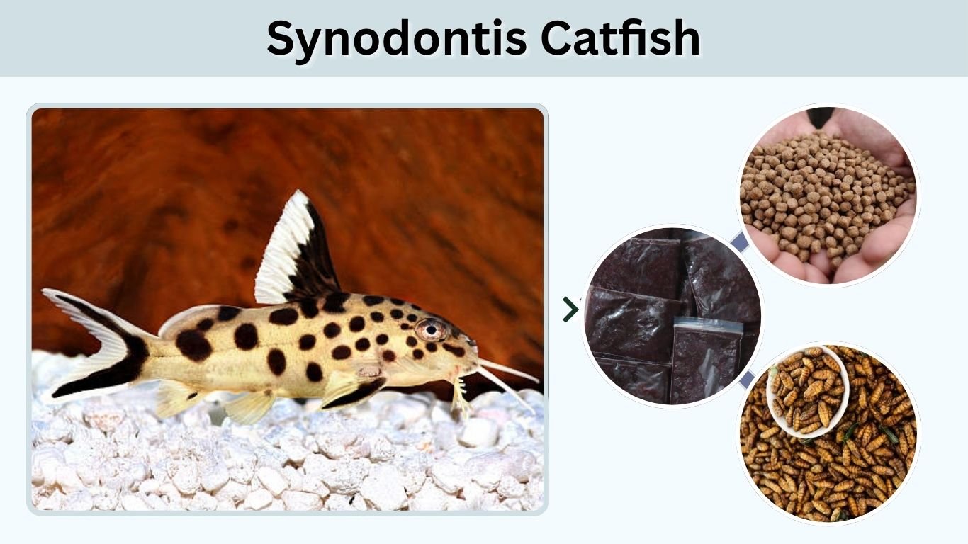 Synodontis Catfish: Care, Size, Diet and Tank Mates
