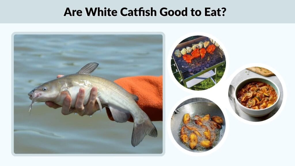 Are White Catfish Good to Eat?
