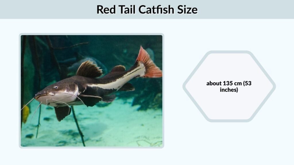 Red Tail Catfish Size
