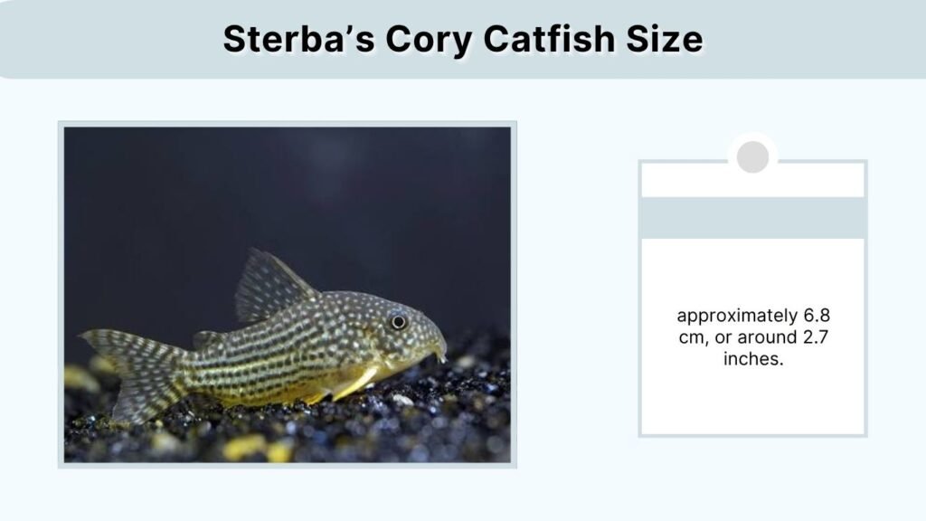 Sterba’s Cory Catfish Size