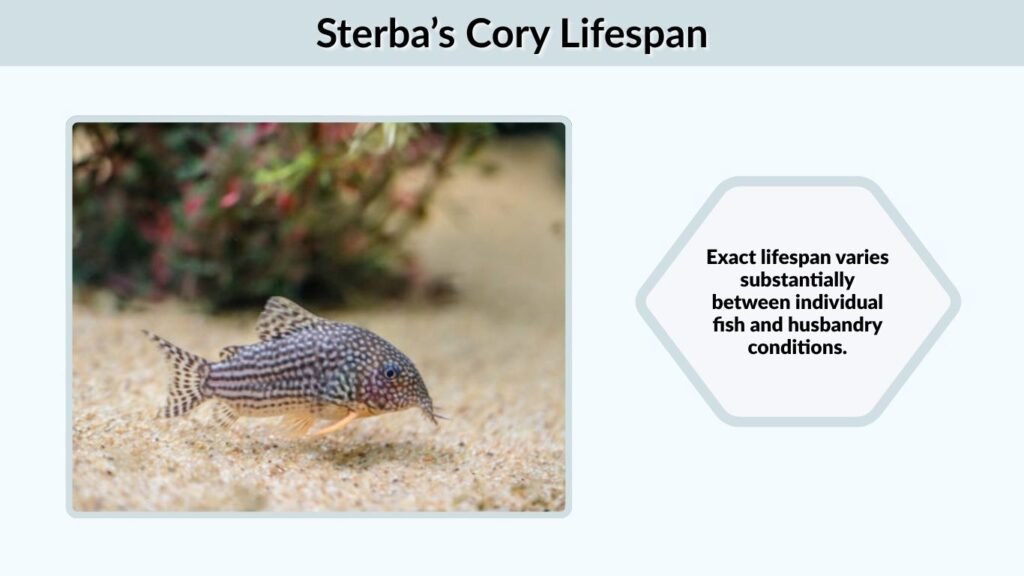 Sterba’s Cory Lifespan