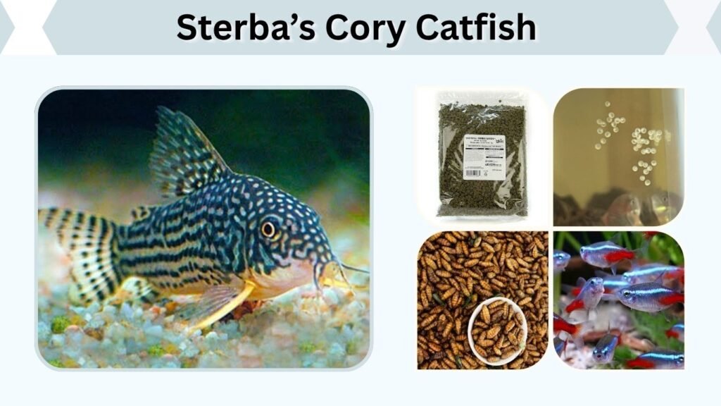 Sterba’s Cory Catfish: Care, Size, Diet, Breeding & Eggs