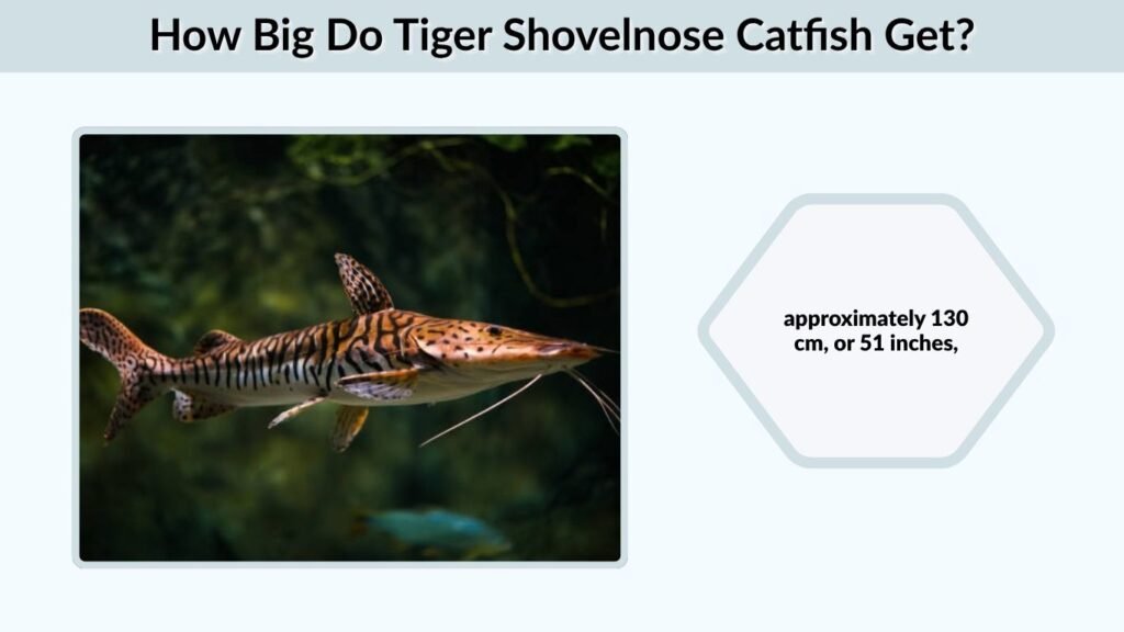How Big Do Tiger Shovelnose Catfish Get?
