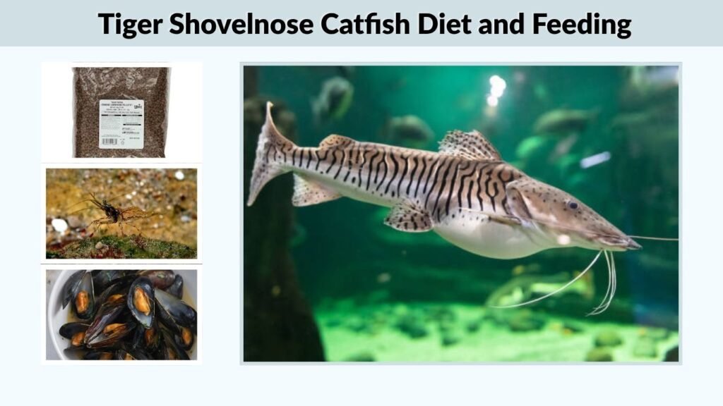 Tiger Shovelnose Catfish Diet and Feeding