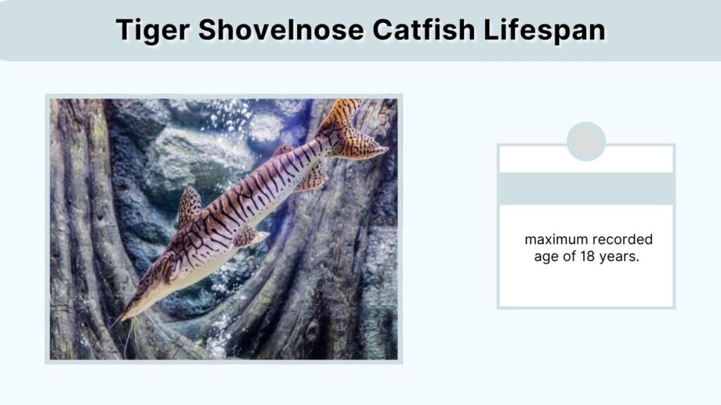 Tiger Shovelnose Catfish Lifespan