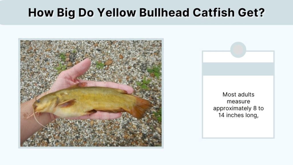 How Big Do Yellow Bullhead Catfish Get?