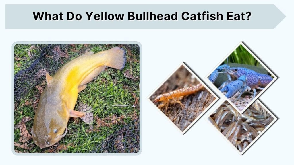 What Do Yellow Bullhead Catfish Eat?